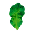 Load image into Gallery viewer, Kendall the Kale
